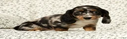 Miniature Dachshund dogs for sale: Blu - Ad 8