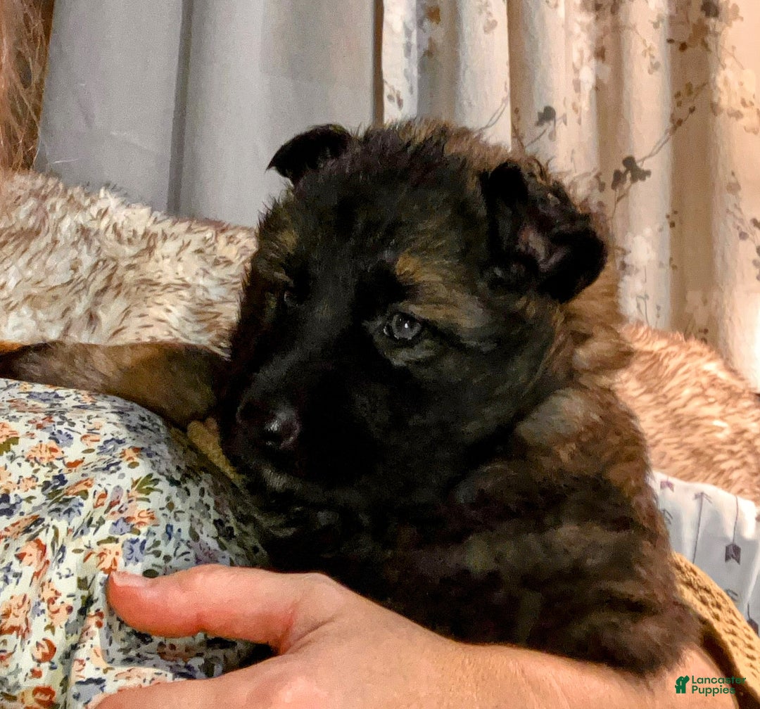 German Shepherd dogs for sale: ♥️SWEET SABLE ♥️ - Ad 17