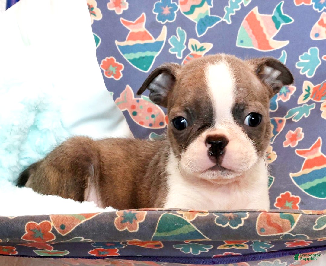 Boston Terrier dogs for sale: Cracker - Ad 7