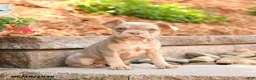 Frenchton dogs for sale: Zara - Ad 2