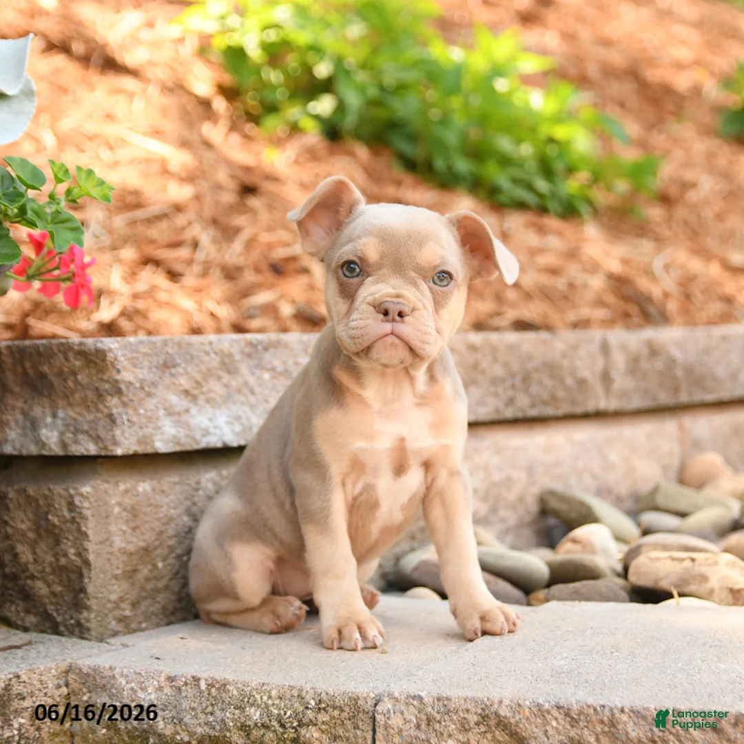 Frenchton dogs for sale: Zara - Ad 2