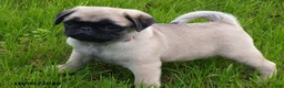 Pug dogs for sale: Pumpkin - Ad 3