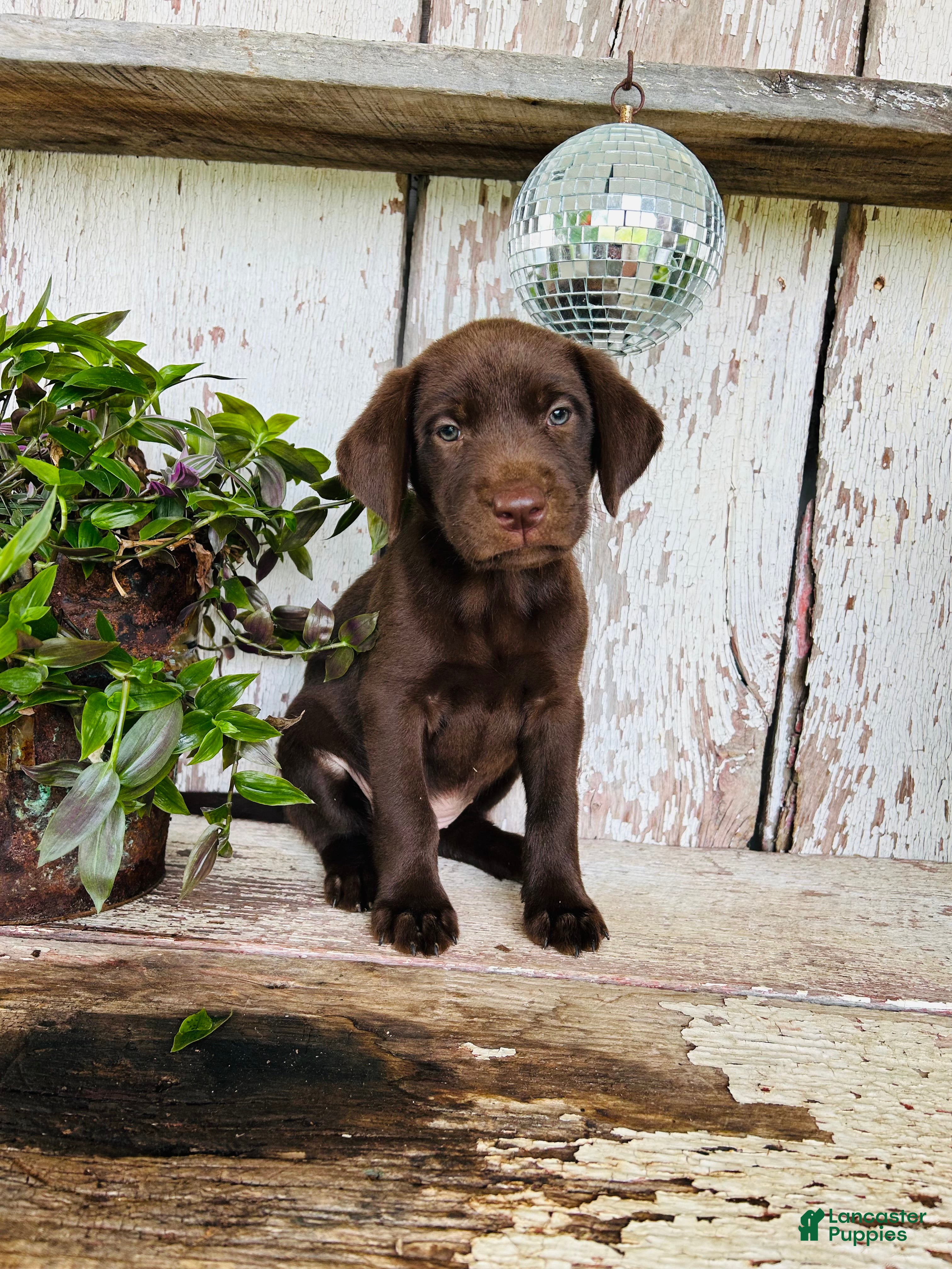 Labrador Retriever dogs Daisy  - Ad 1