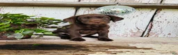 Labrador Retriever dogs for sale: Daisy  - Ad 6