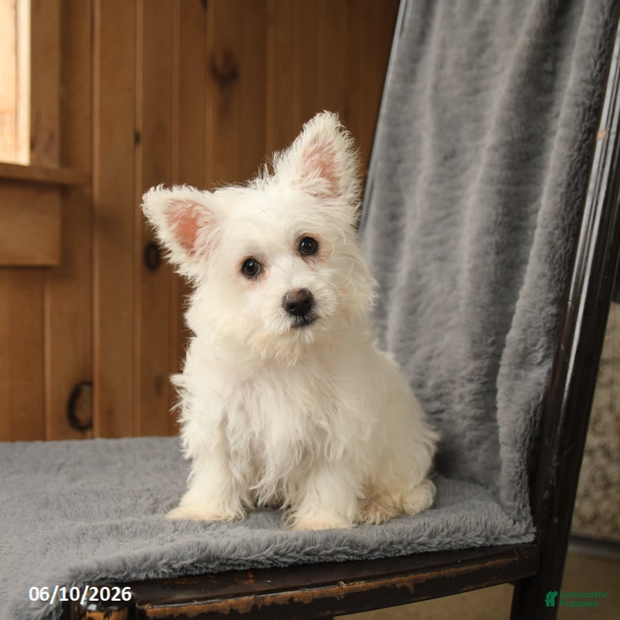 Westiepoo dogs Darla - Ad 1