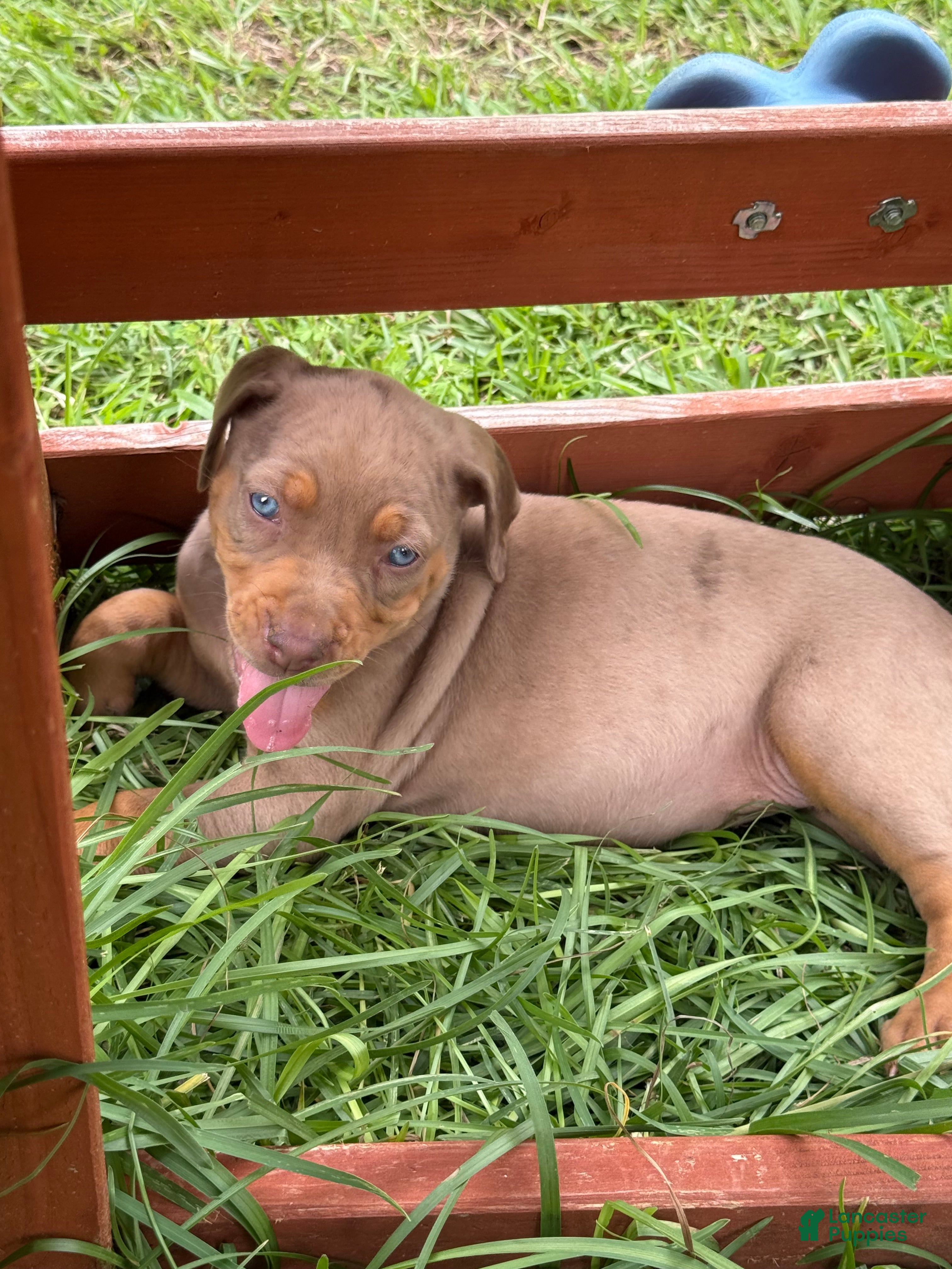 Catahoula Leopard Dog dogs Tan Girl - Ad 1