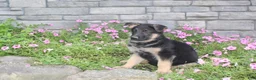 German Shepherd dogs for sale: Atlas - Ad 7