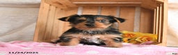 Yorkshire Terrier dogs for sale: Hope - Ad 3