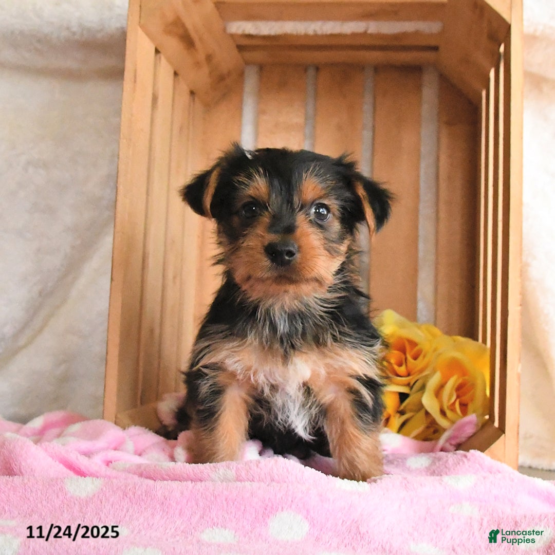 Yorkshire Terrier dogs for sale: Hope - Ad 3