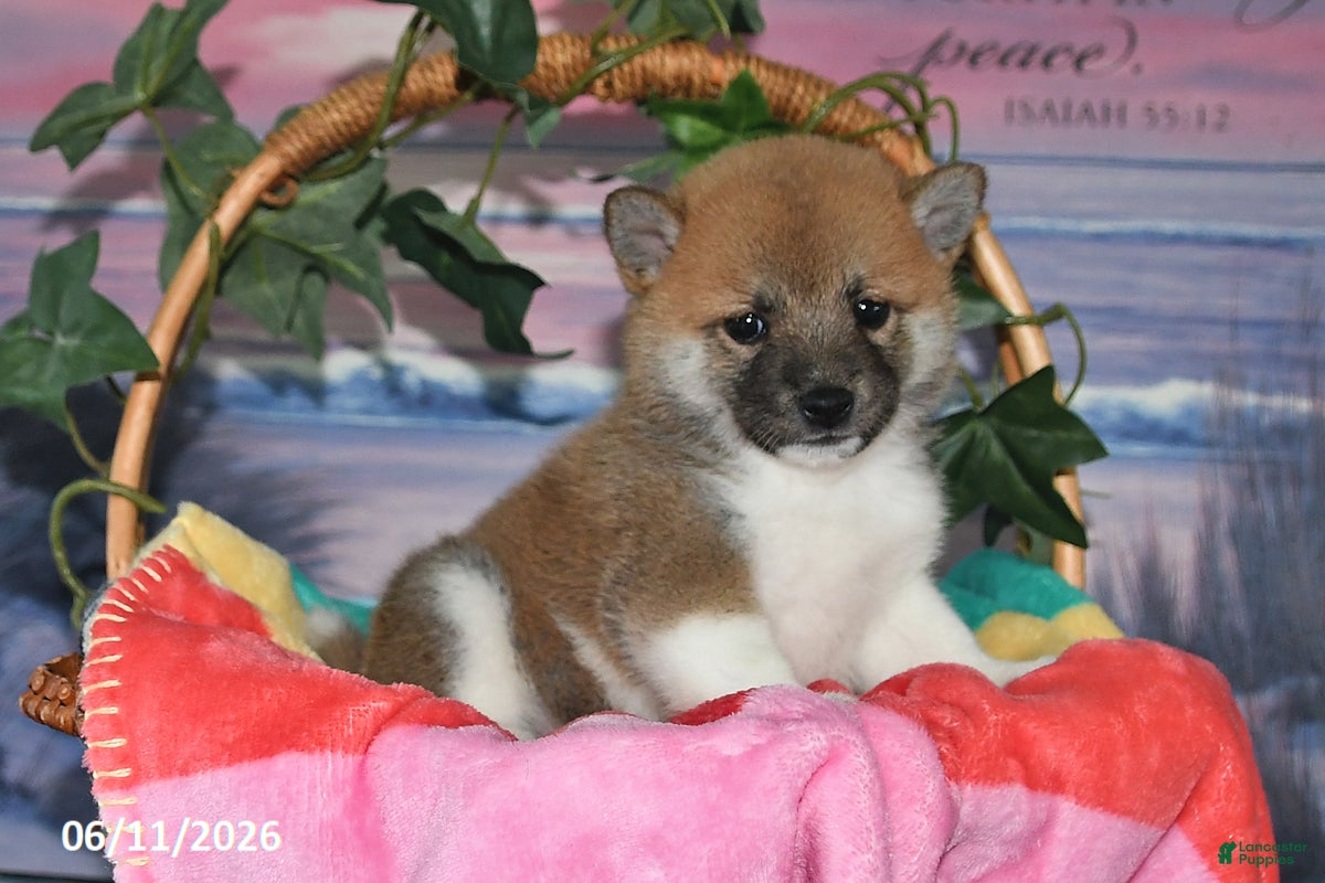 Shiba Inu dogs Jean - Ad 2