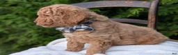 Mini Goldendoodle dogs for sale: Buster - Ad 13
