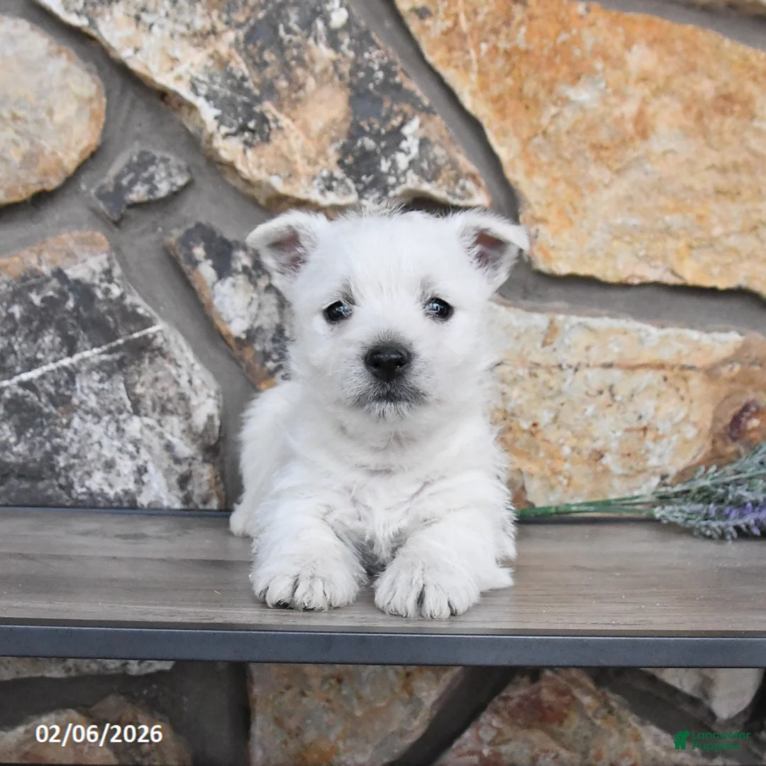 West Highland Terrier dogs for sale: Tyler - Ad 2