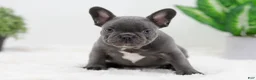 French Bulldog dogs for sale: Garrett - Ad 6