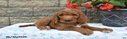 Goldendoodle dogs for sale: Logan - Ad 3