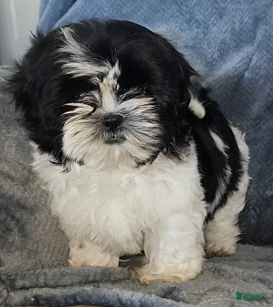 Shih Tzu dogs for sale: Missy - Ad 1