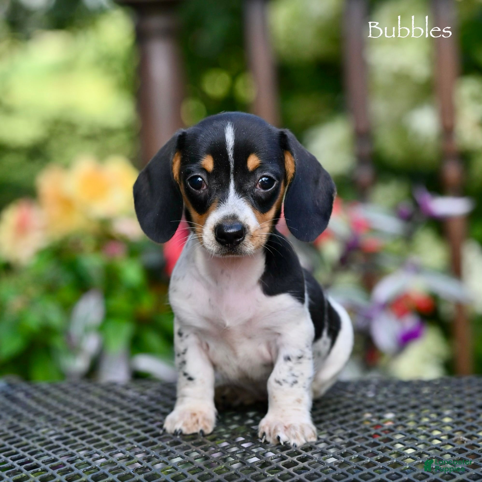 Miniature Dachshund dogs Bubbles - Ad 1