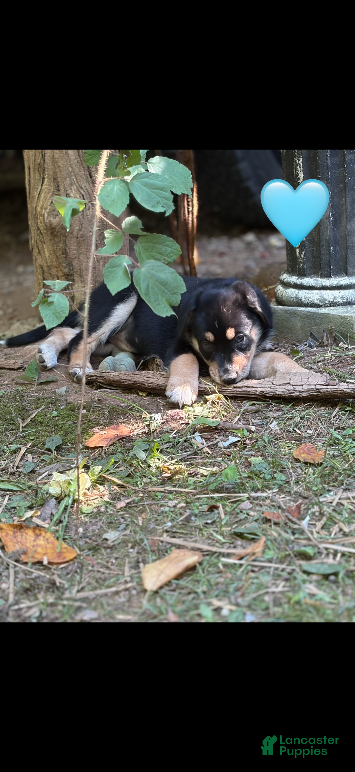 Mixed Breed dogs Blue heart  - Ad 7