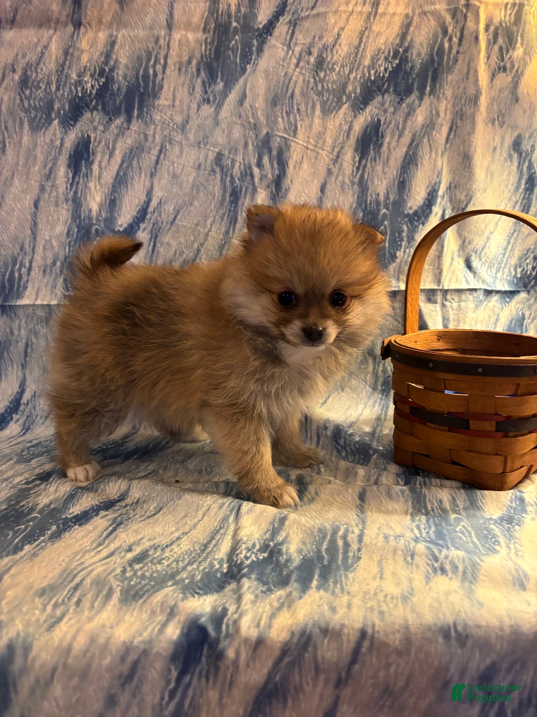Pomeranian dogs for sale: Sassy - Ad 5