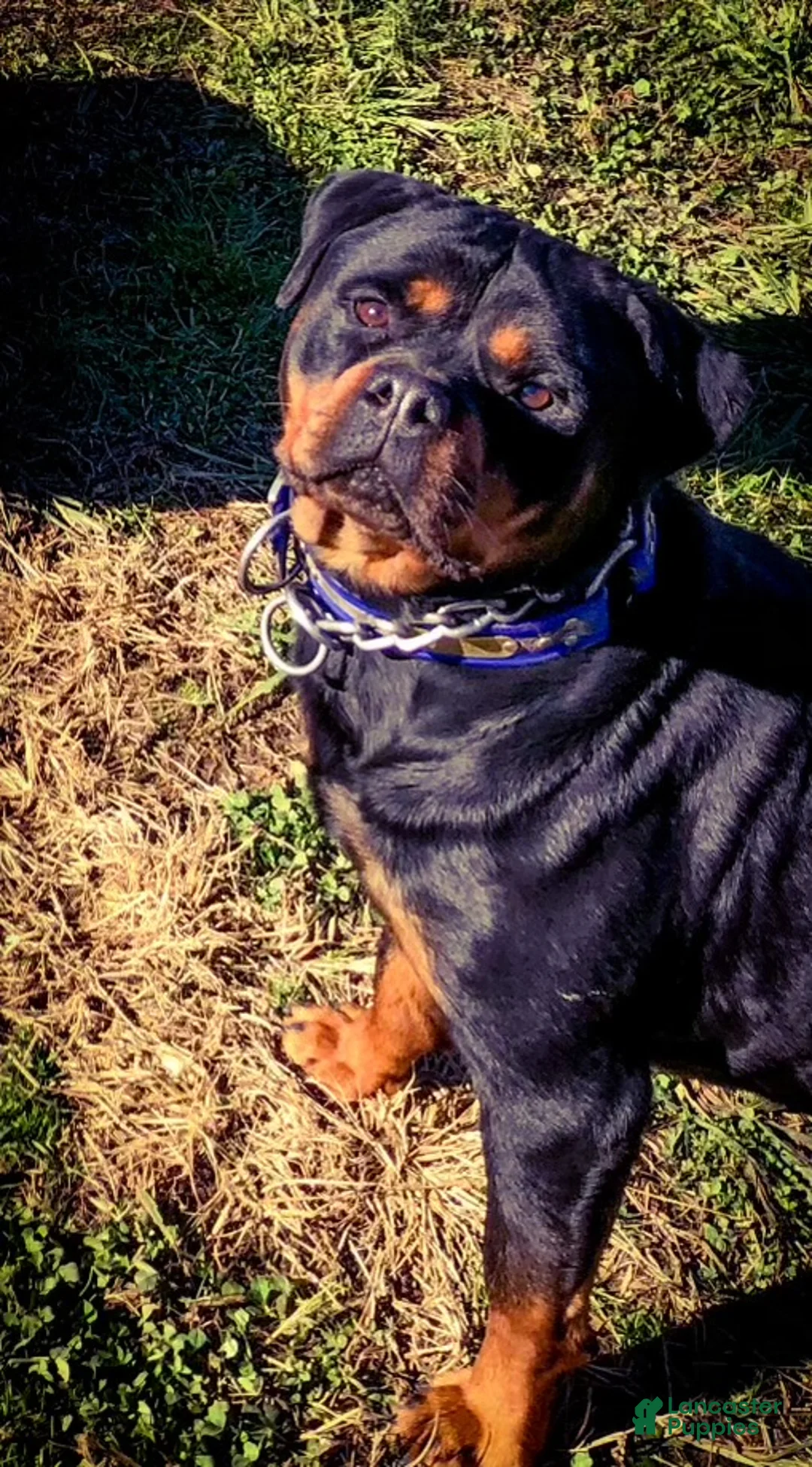 Rottweiler dogs for sale: 2nd Pick Female - Ad 2