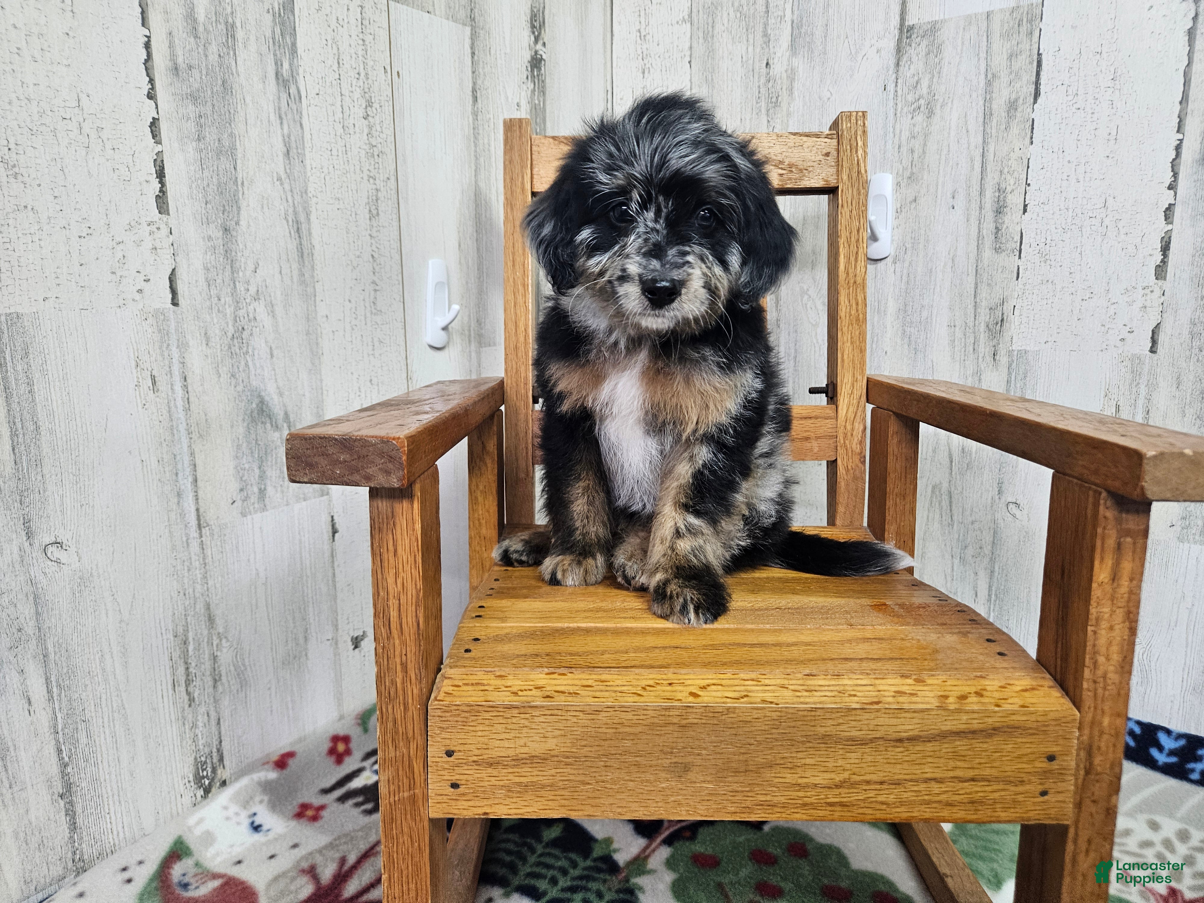 Mini Bernedoodle dogs F1b Kelsey - Ad 17