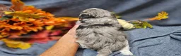 Maltipoo dogs for sale: Joey - Ad 5