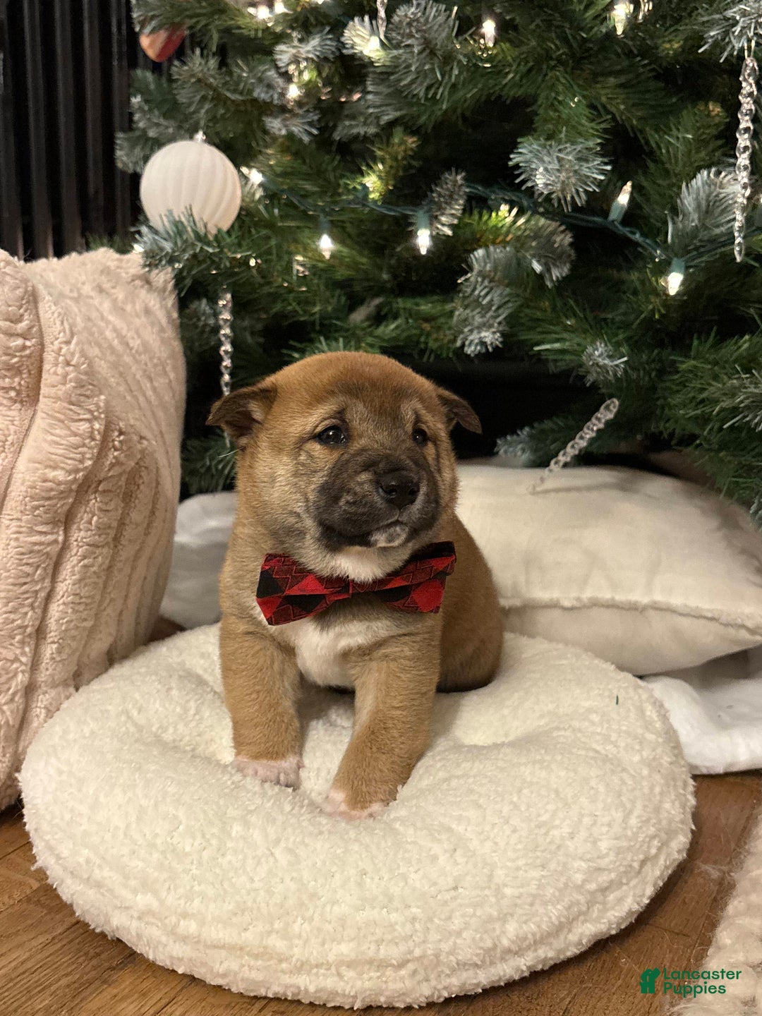 Shiba Inu dogs for sale: Douglas - Ad 8