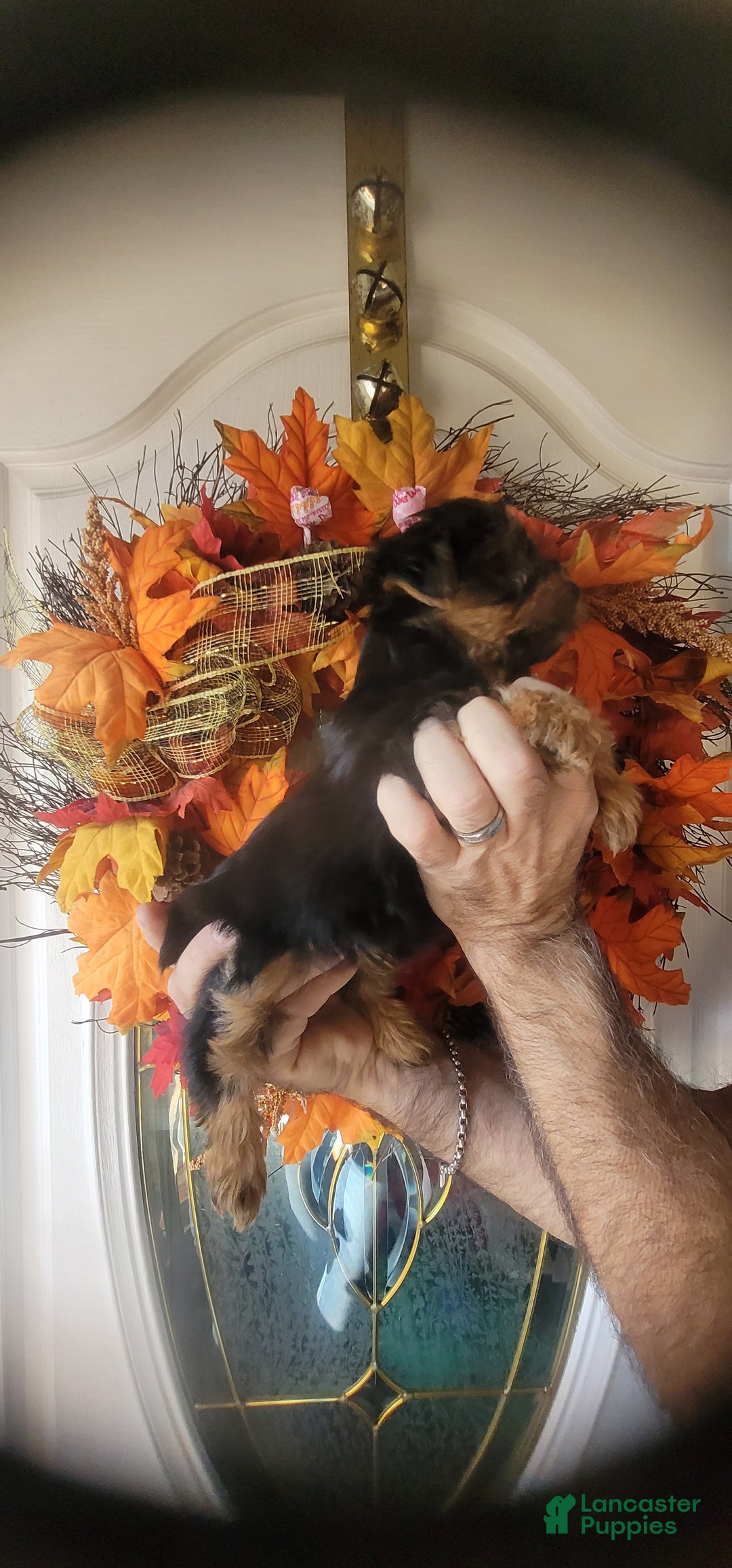 Yorkshire Terrier dogs for sale: Joyce  - Ad 3
