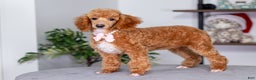 Toy Poodle dogs for sale: Willow - Ad 3