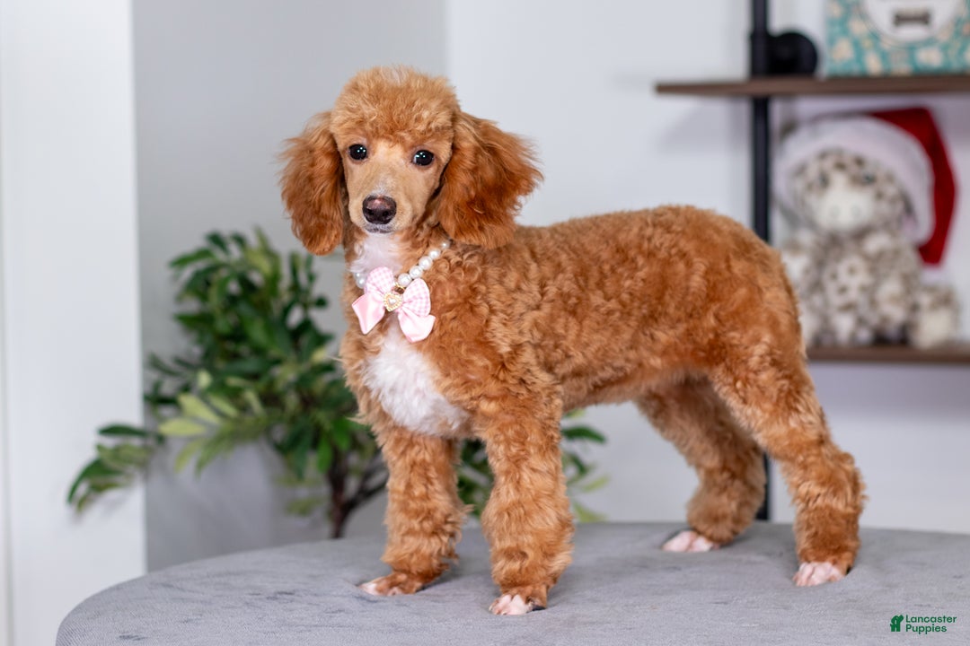 Toy Poodle dogs for sale: Willow - Ad 3