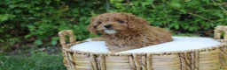 Cavapoo dogs for sale: Liberty  - Ad 3
