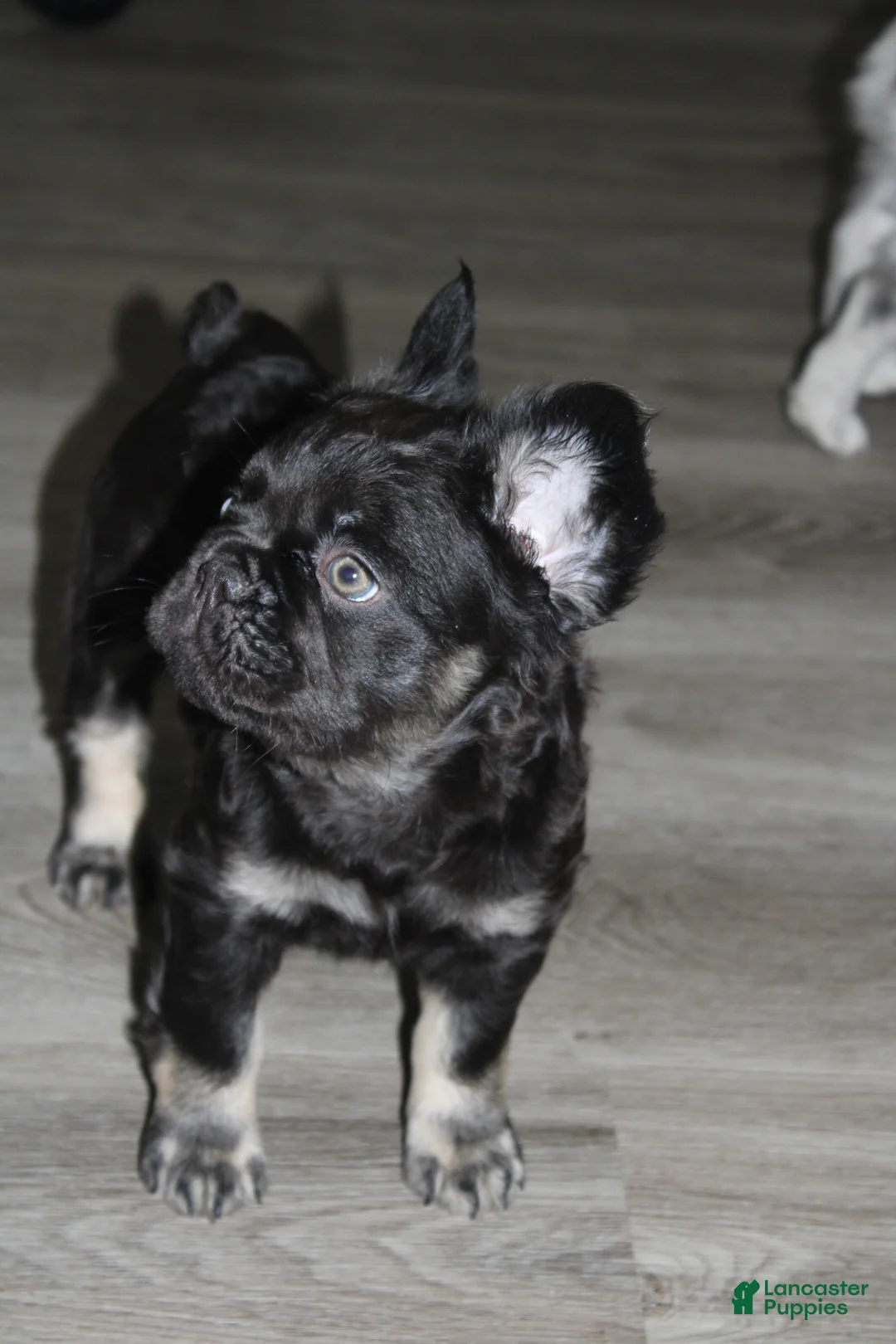 French Bulldog dogs for sale: French Bulldog Puppy 3 - Ad 2