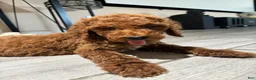 Standard Poodle dogs for sale: Duke - Ad 4