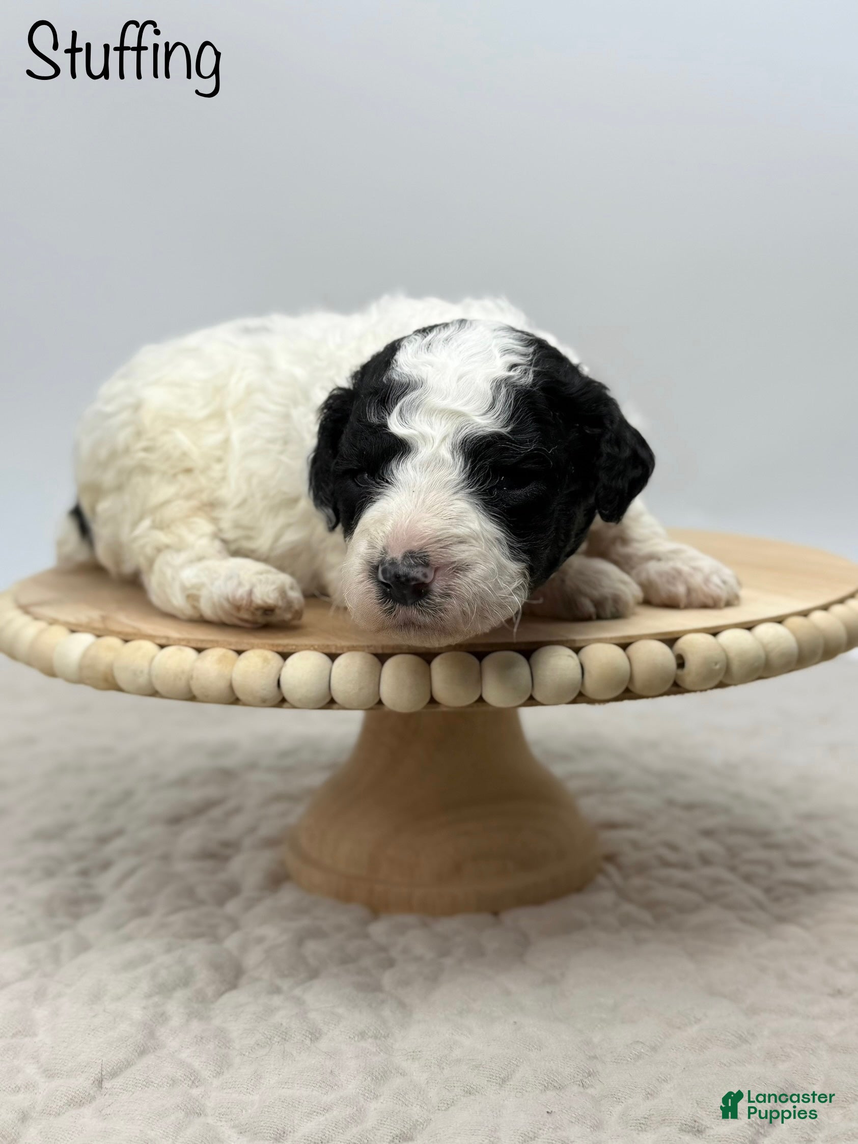 Miniature Poodle dogs Stuffing - Ad 34