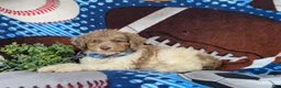Mini Bernedoodle dogs for sale: Cagney Hypoallergenic - Ad 4