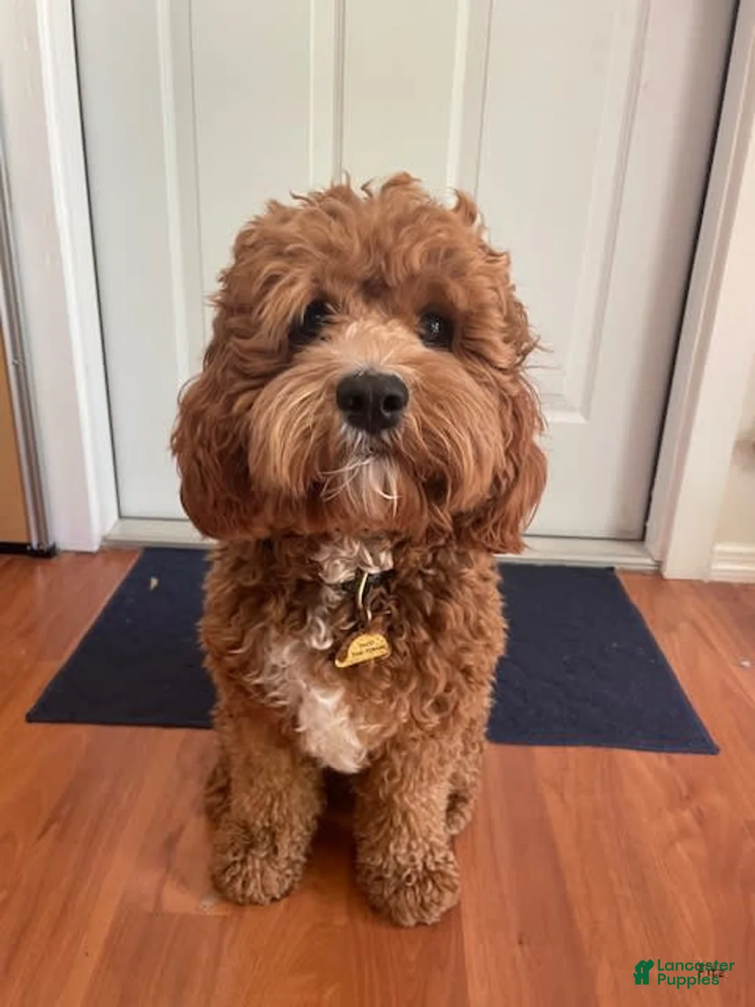 Gallery Image {{count}}