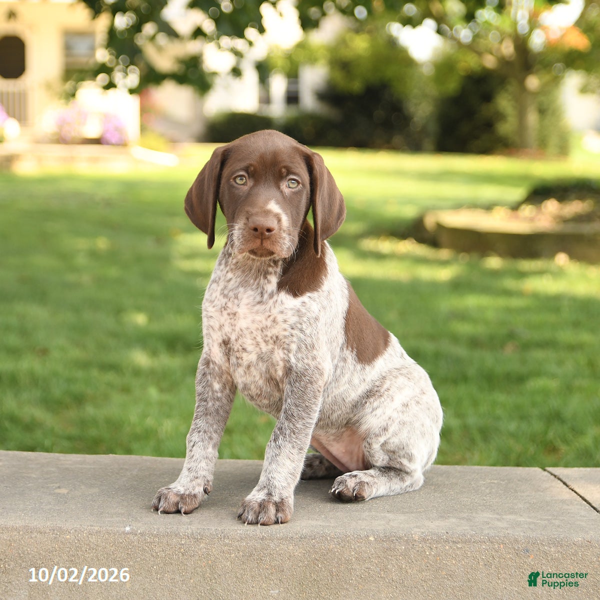 German Shorthaired Pointer dogs Stella - Ad 1