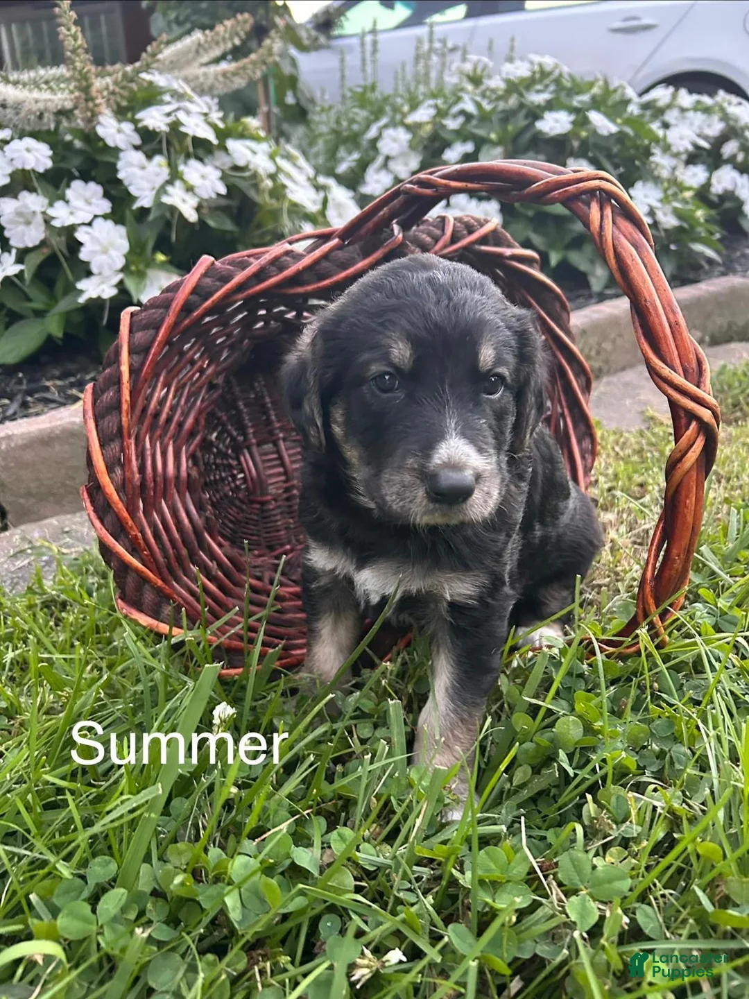 Mixed Breed dogs for sale: Summer  - Ad 1