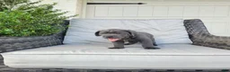 Cane Corso dogs for sale: Max - Ad 3