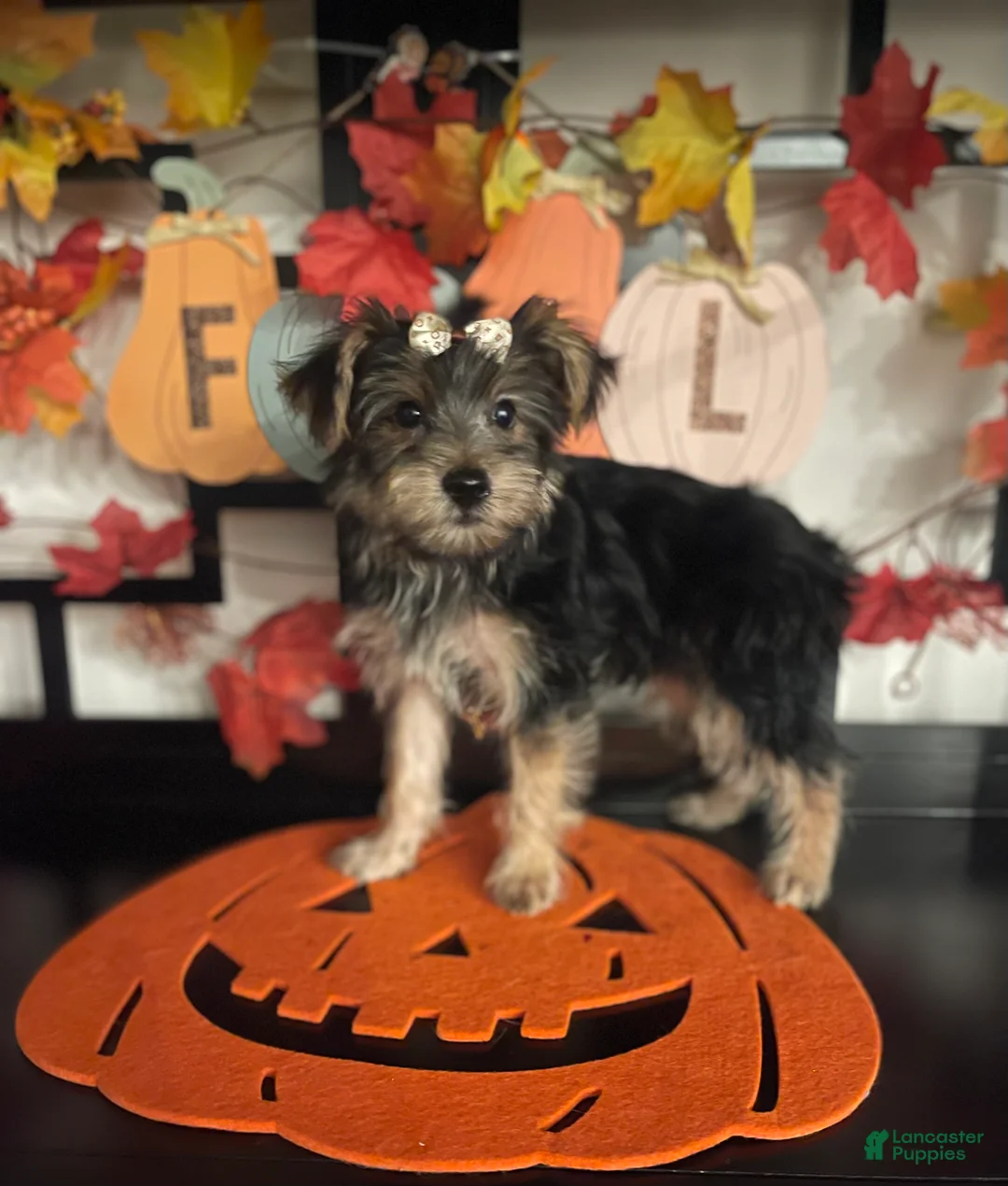 Yorkshire Terrier dogs for sale: Yorkshire Terrier 6 - Ad 1