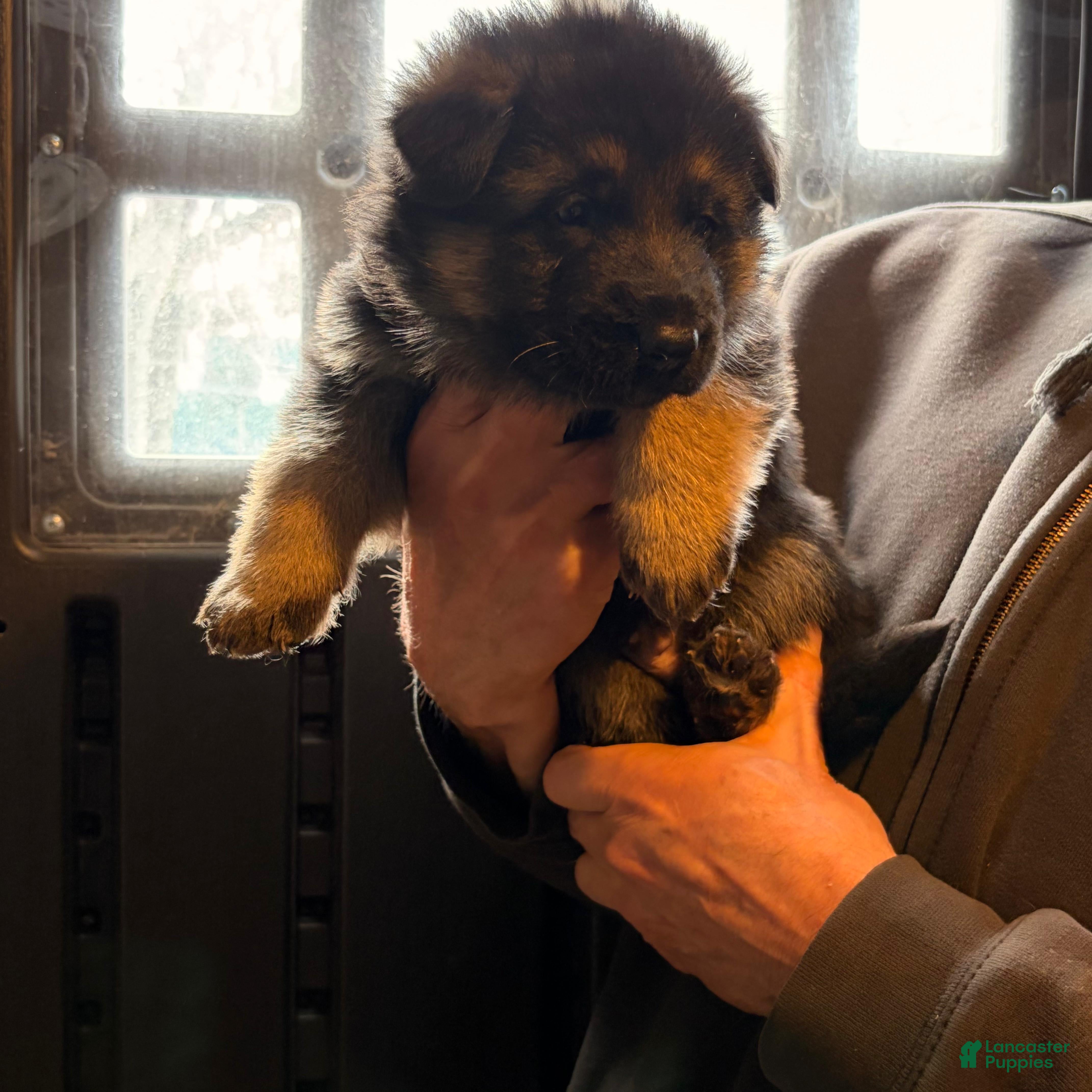 German Shepherd dogs Laika  - Ad 12
