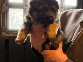 German Shepherd dogs Laika - Ad 12