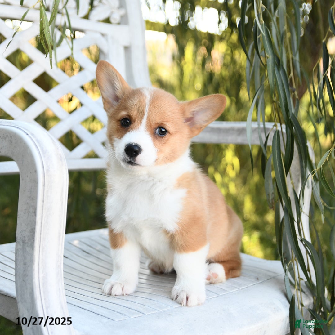 Welsh Corgi Pembroke dogs for sale: Sugar - Ad 2