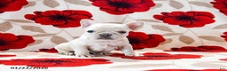 French Bulldog dogs for sale: Buffy - Ad 3