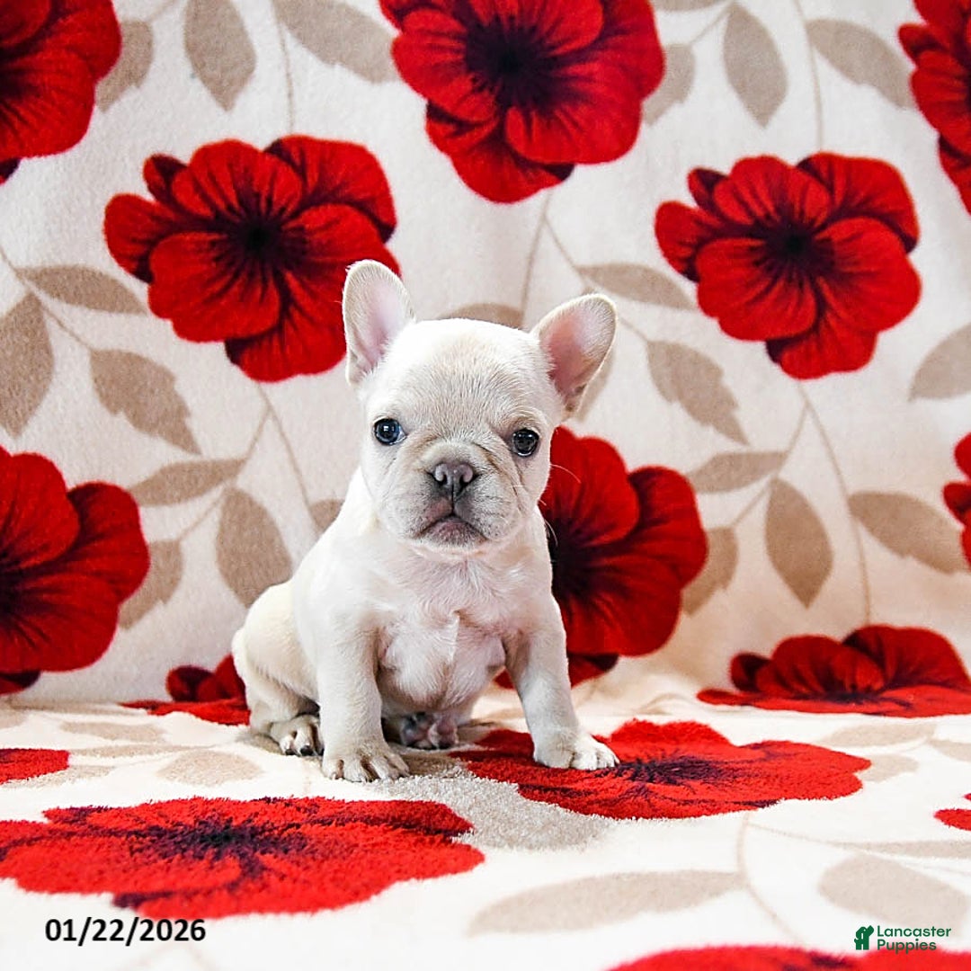 French Bulldog dogs for sale: Buffy - Ad 3
