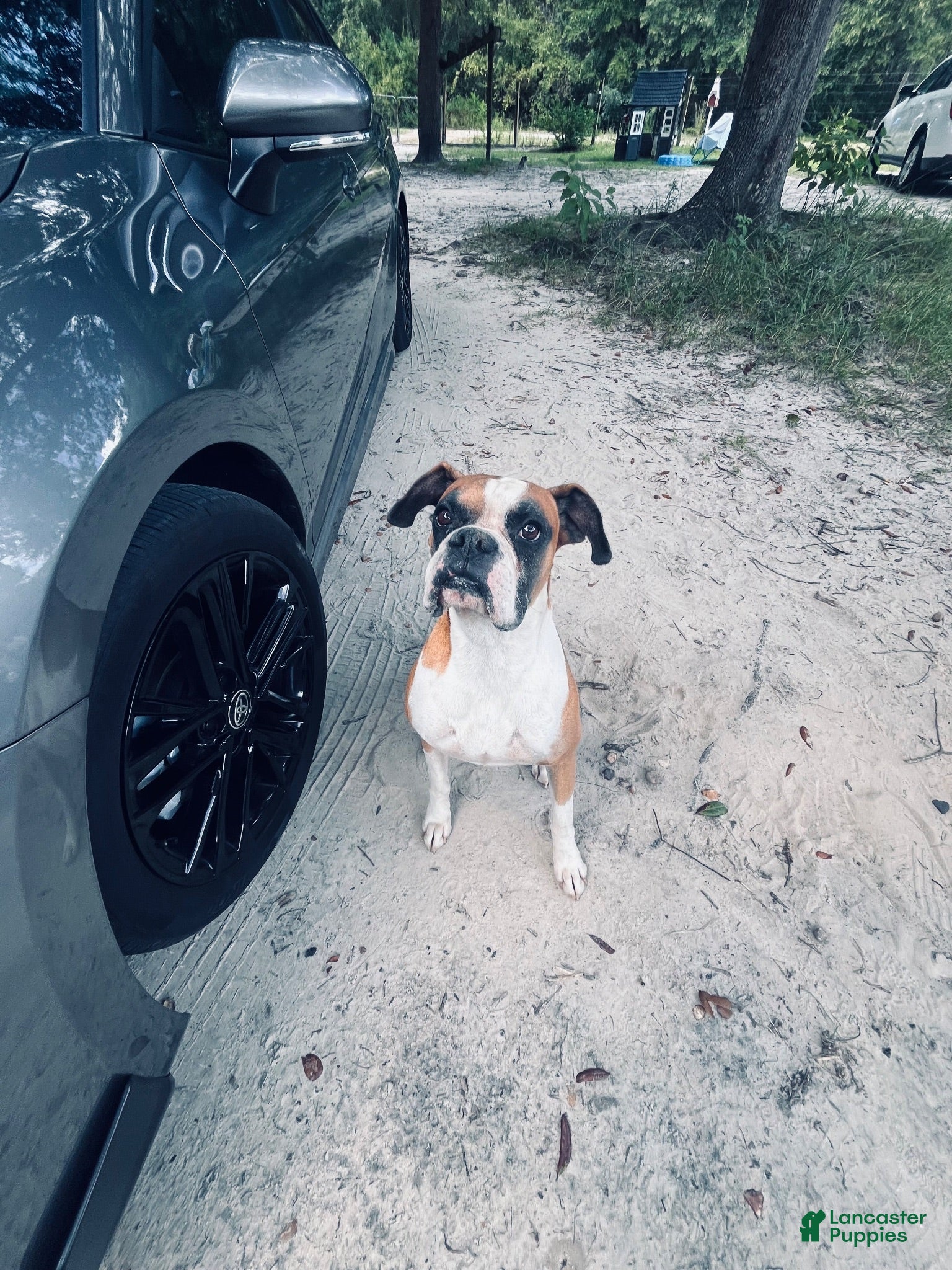 Boxer dogs Boxer 1 - Ad 9