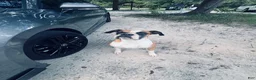 Boxer dogs for sale: Boxer 1 - Ad 1