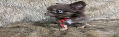 NOT AVAILABLE  Tiny Reese LC  Male 