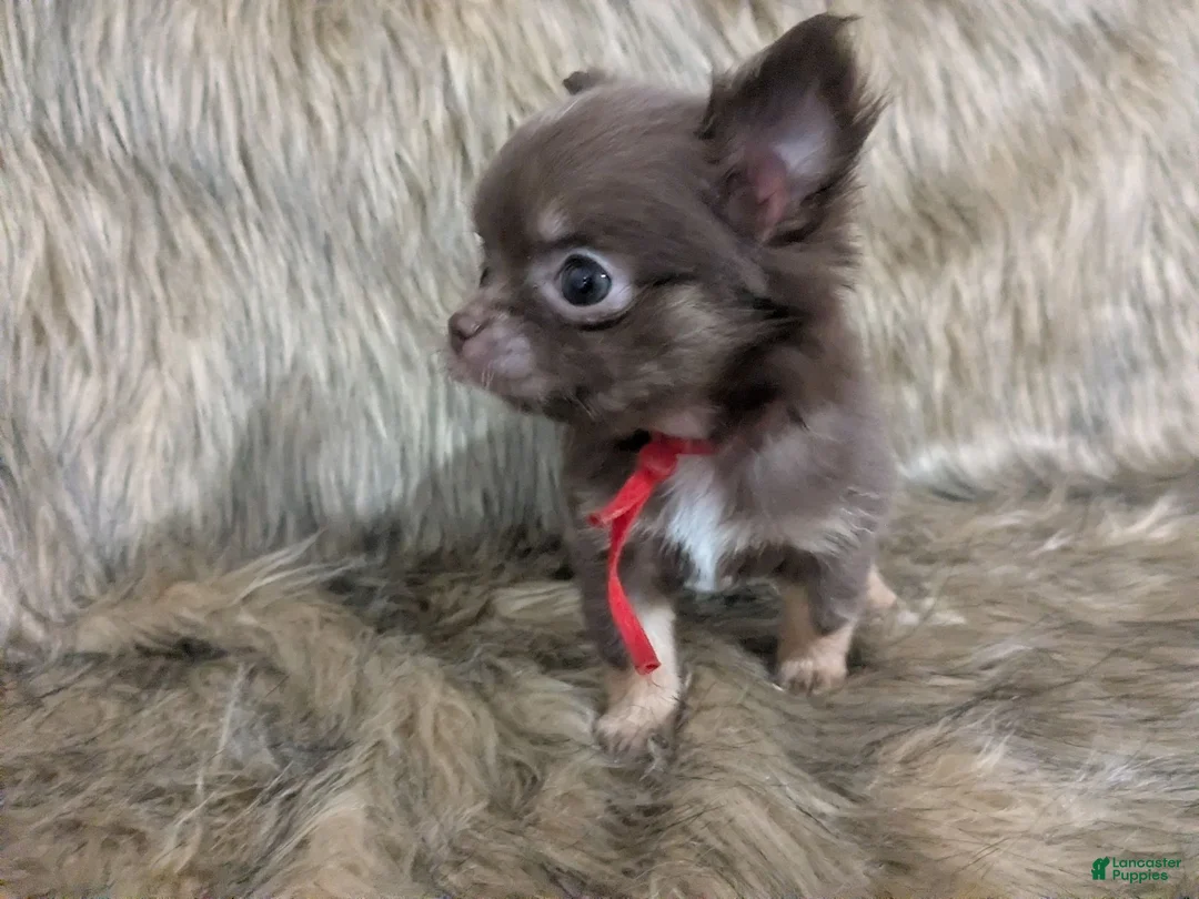 Chihuahua dogs for sale: NOT AVAILABLE  Tiny Reese LC  Male  - Ad 1