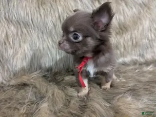 Chihuahua dogs NOT AVAILABLE Tiny Reese LC Male - Ad 32