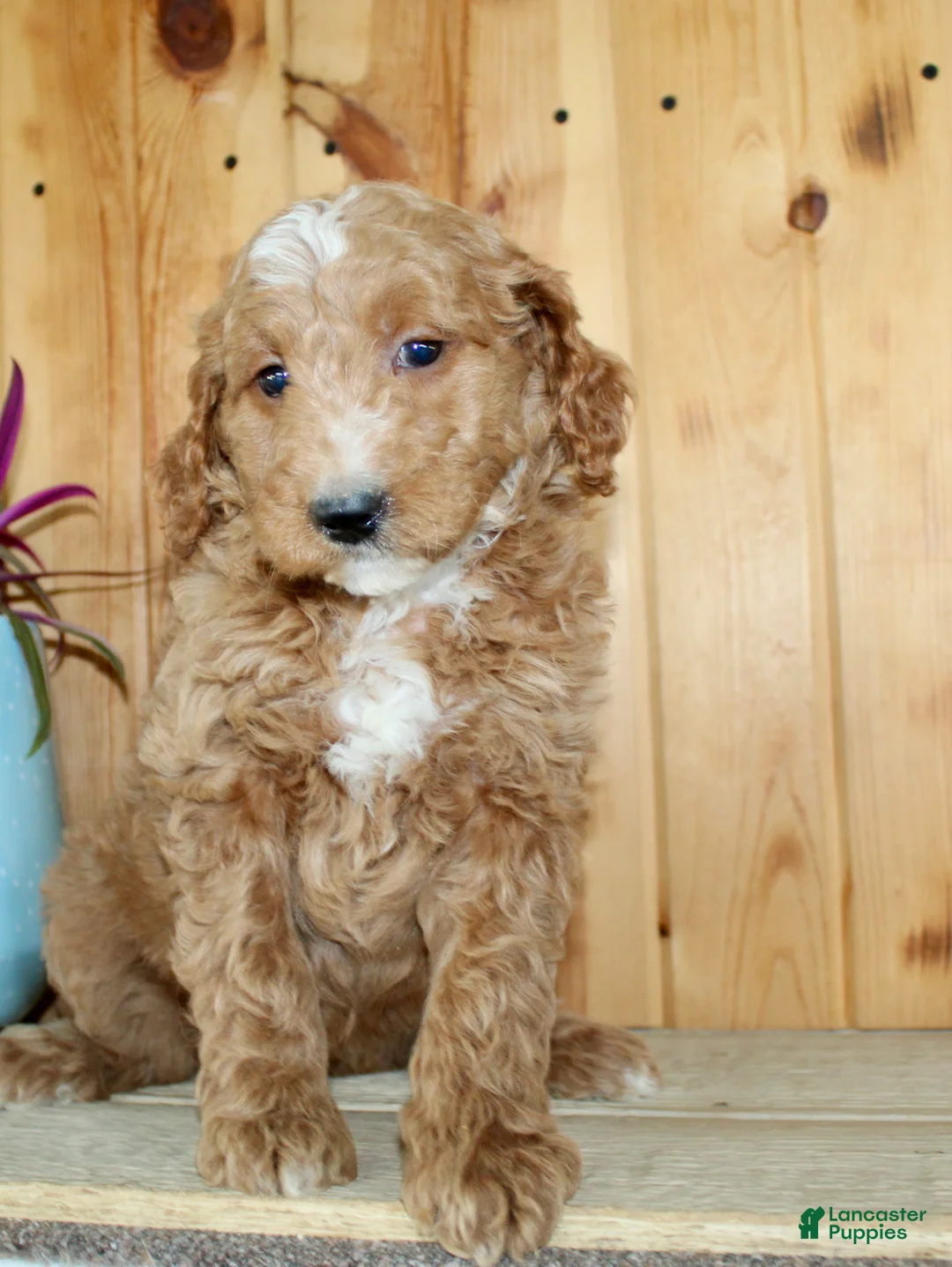 Mini Goldendoodle dogs for sale: Cindy - Ad 1
